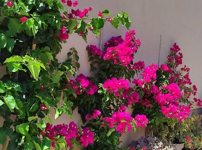 Iva Gasthof Pakoštane