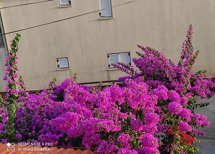 Iva בית הארחה פאקוסטאן