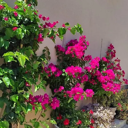 Iva Gæstehus Pakoštane